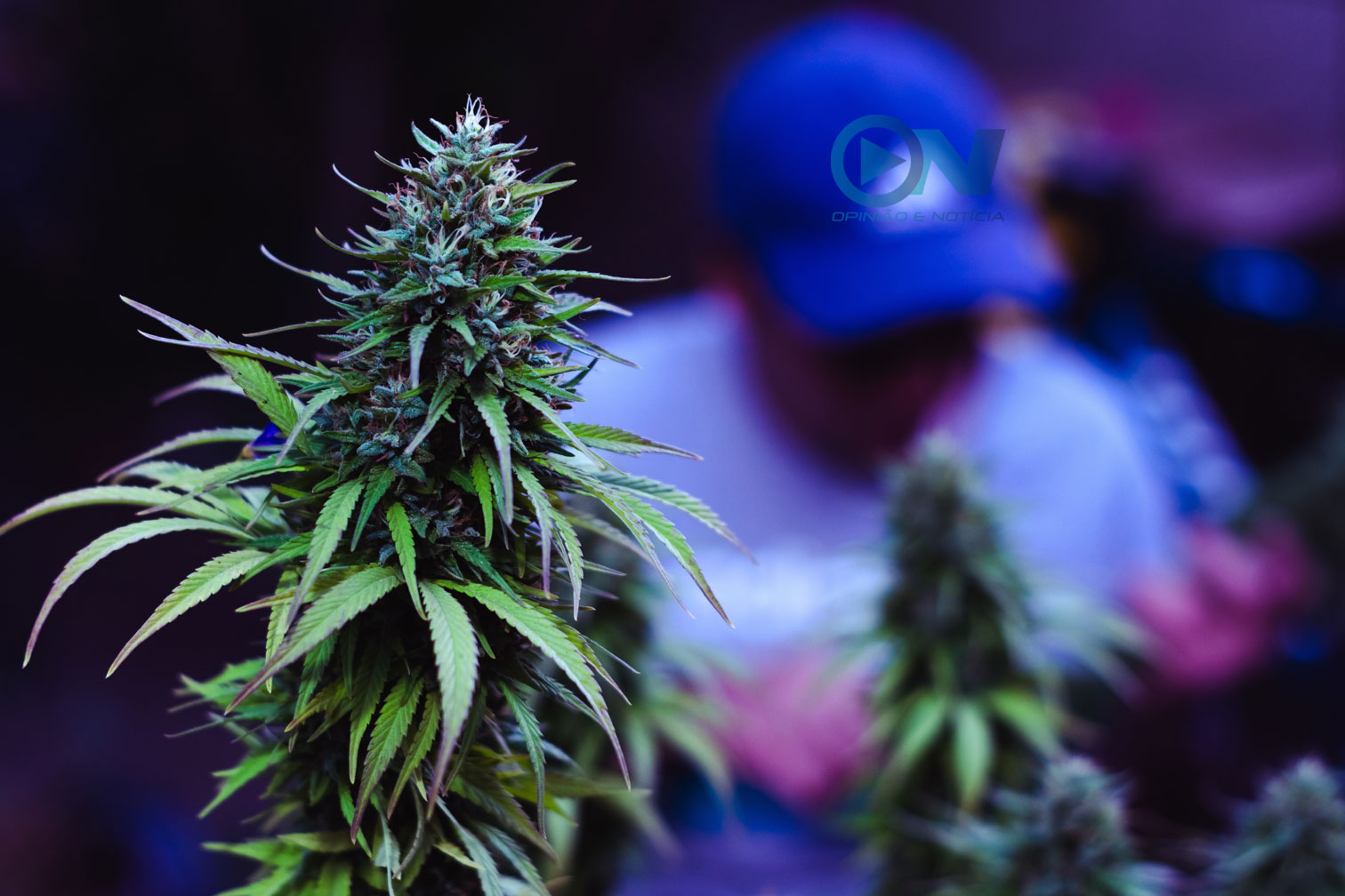 Descriminalização da posse de maconha para uso medicinal não beneficiará pacientes